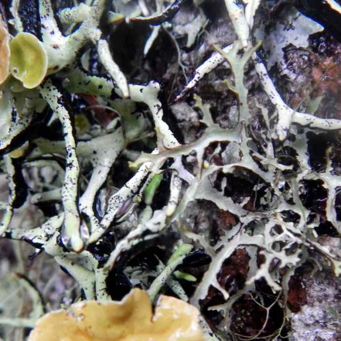 Near Eula Ridge Hike