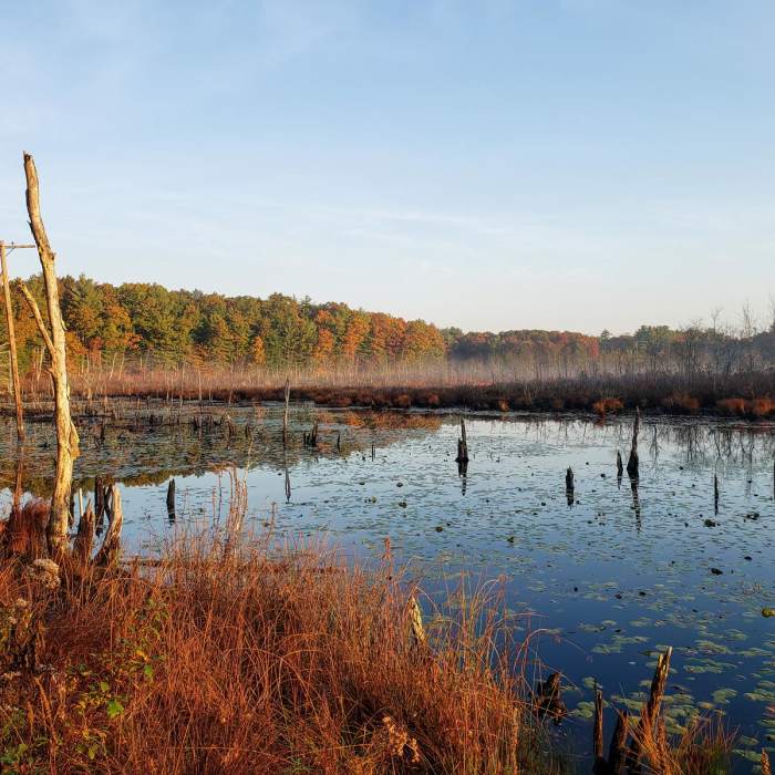 Near Assabet River National Wildlife Refuge + Rail Trail Near Assabet River National Wildlife Refuge + Rail Trail