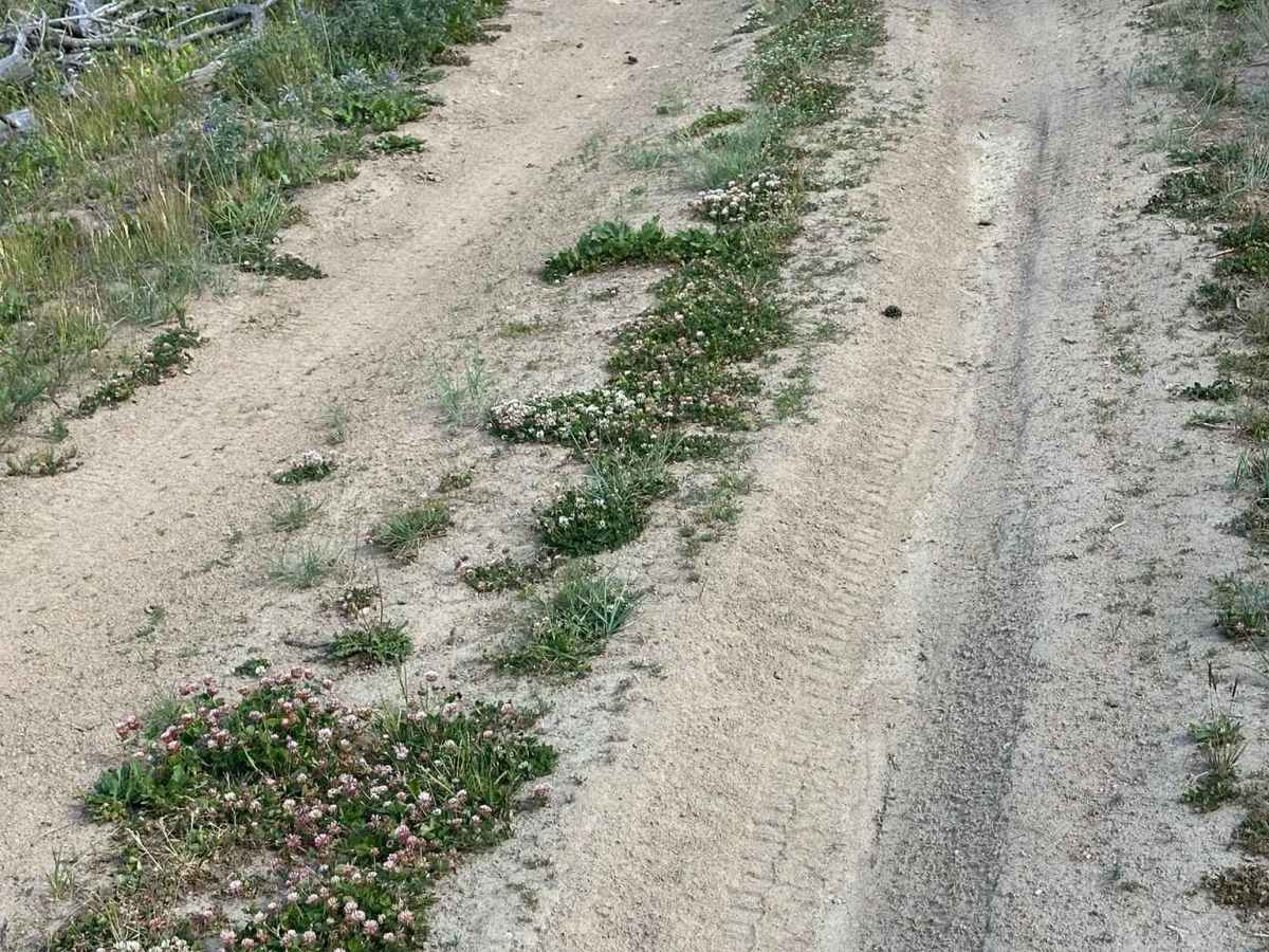 FS Road 112 photo 5