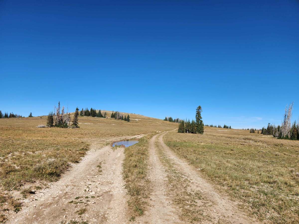 Buck Ridge - FS 50003 trail photo