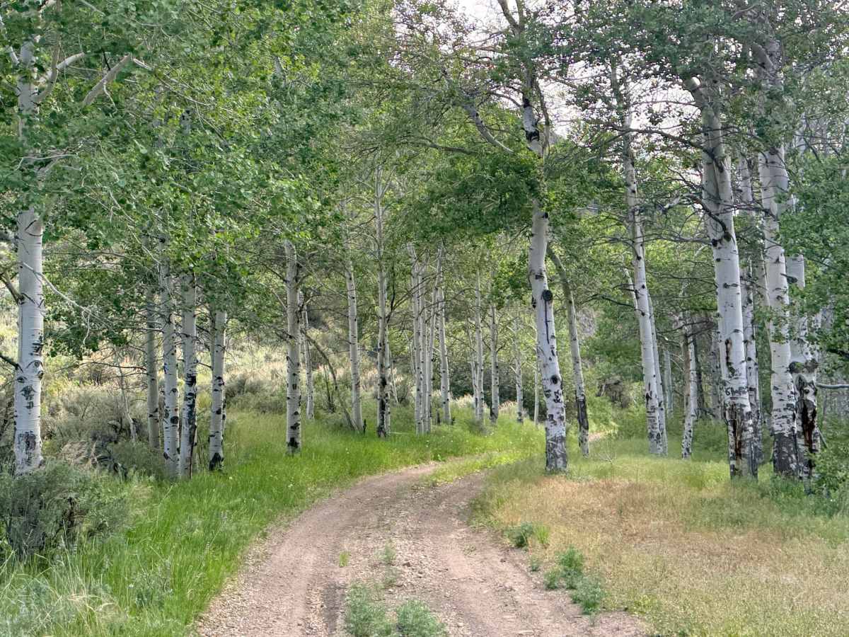 North Wallace - Allison - FS 43004 photo 2