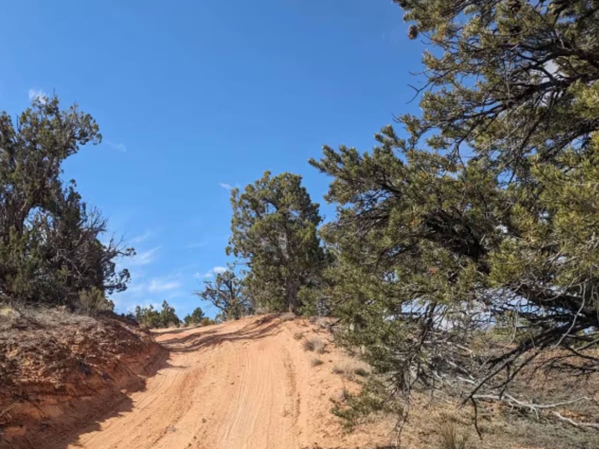 BLM 558/Inchworm photo 5