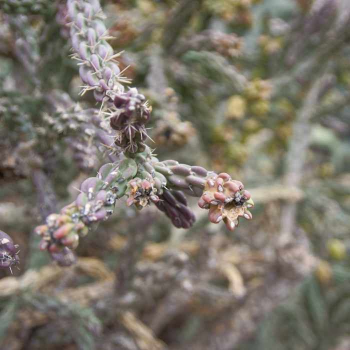 Cane cholla (cylindopuntia imbricata). Near Rattlesnake Canyon Loop