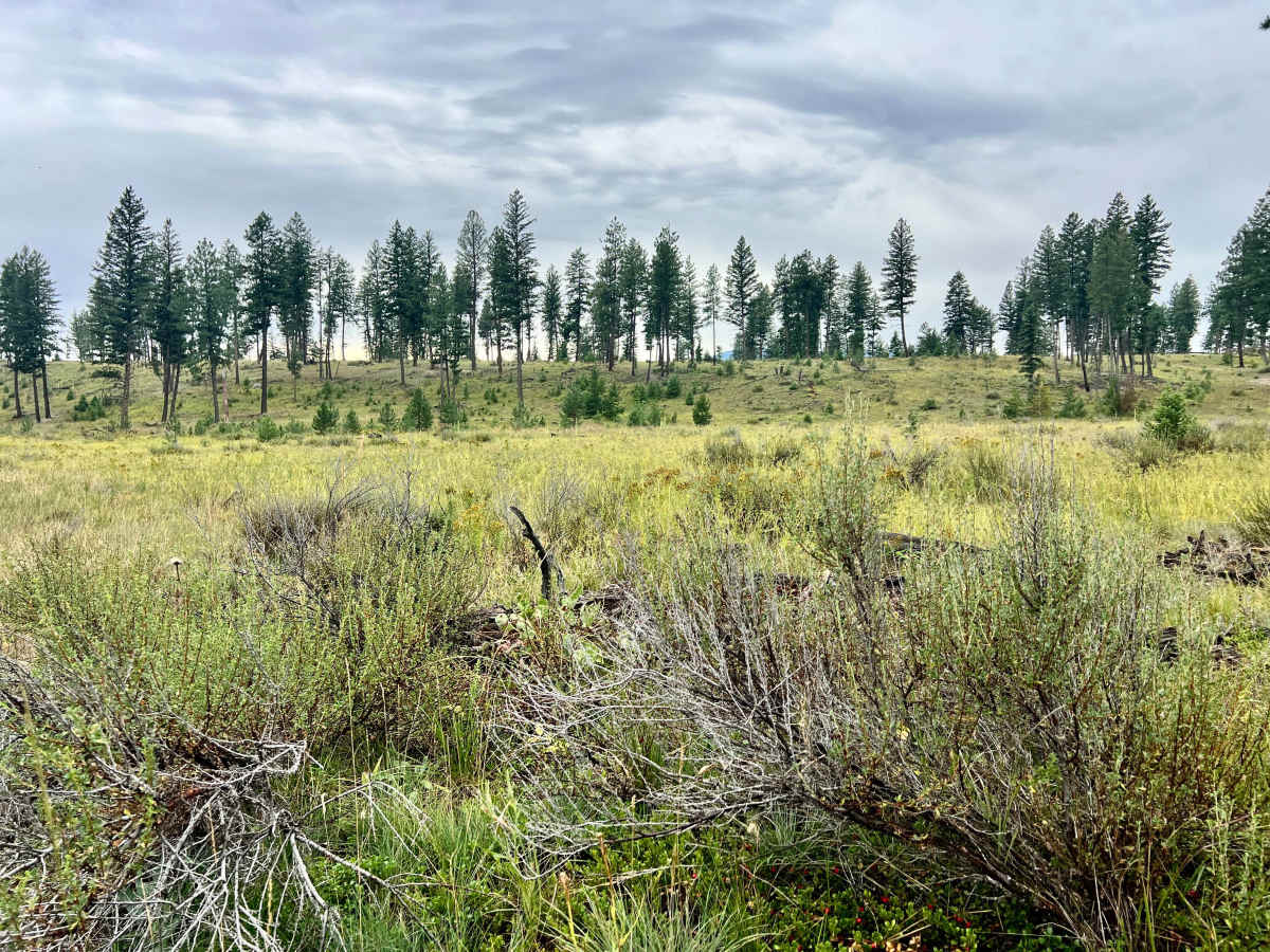 Loon Lake Meadows photo 6