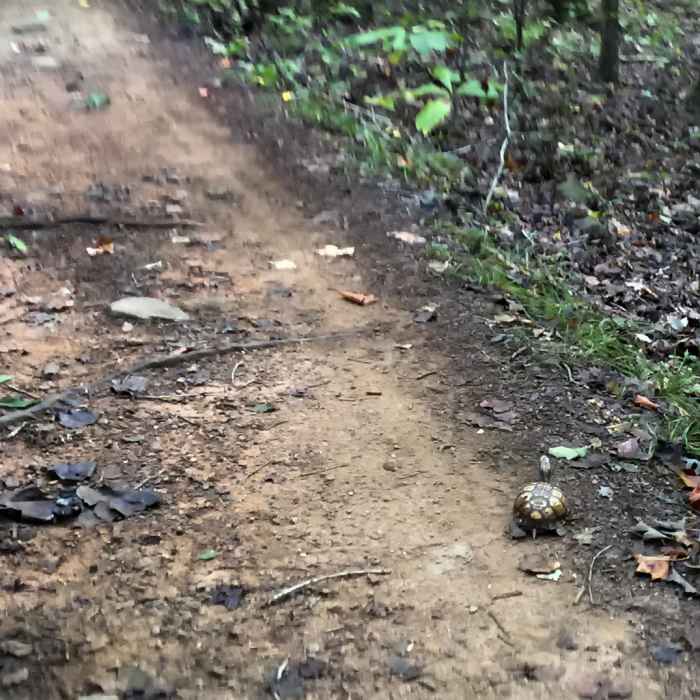 slow n steady Near Reedy Creek - Big Oak, Umbrella, and Dragonfly Loop
