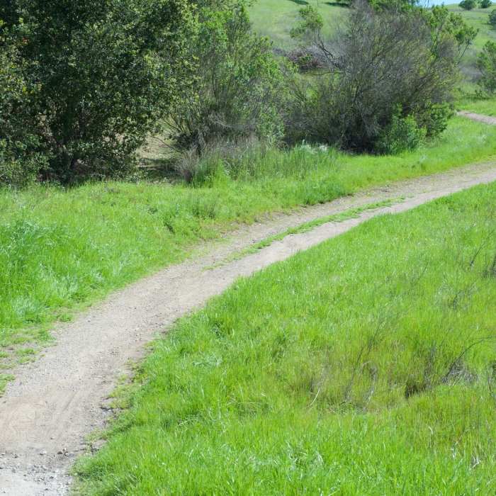 Near Wild Rye Trail