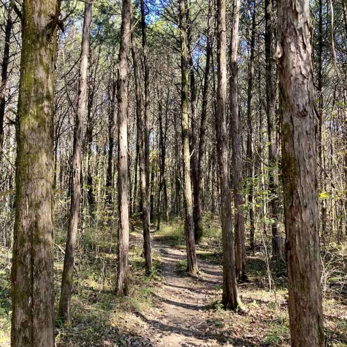 Near Hidden Springs Trail