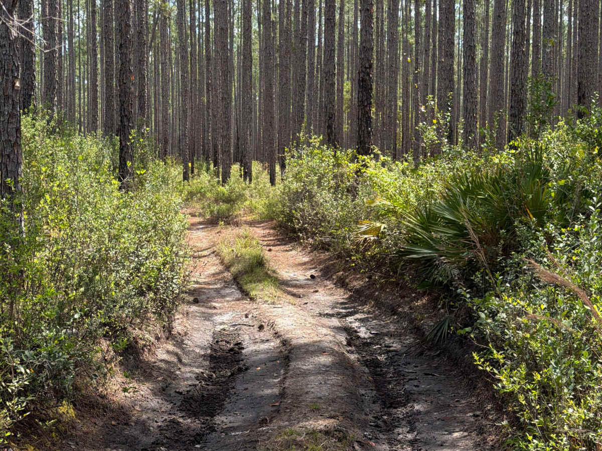 Firewood Loop - Apalachicola 364 C trail photo