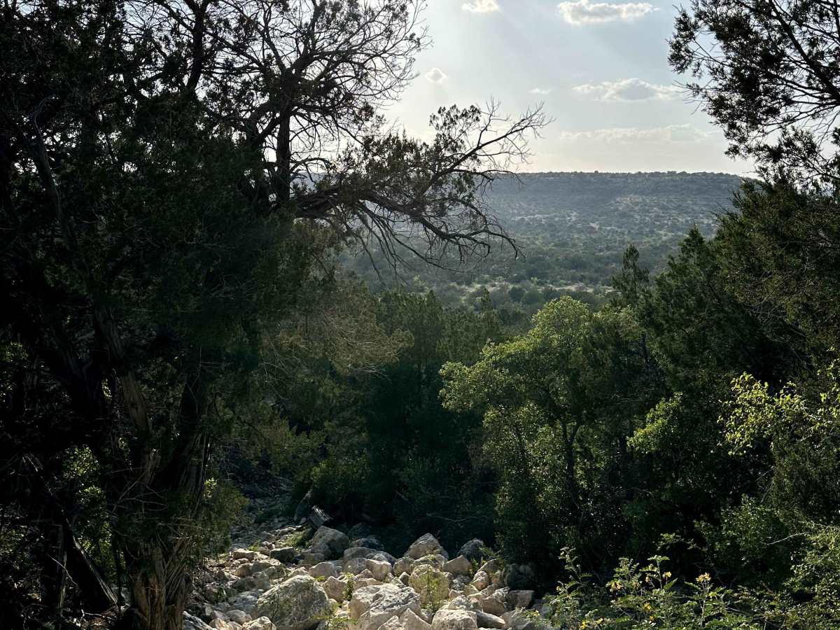Two Mules - V15 photo 5