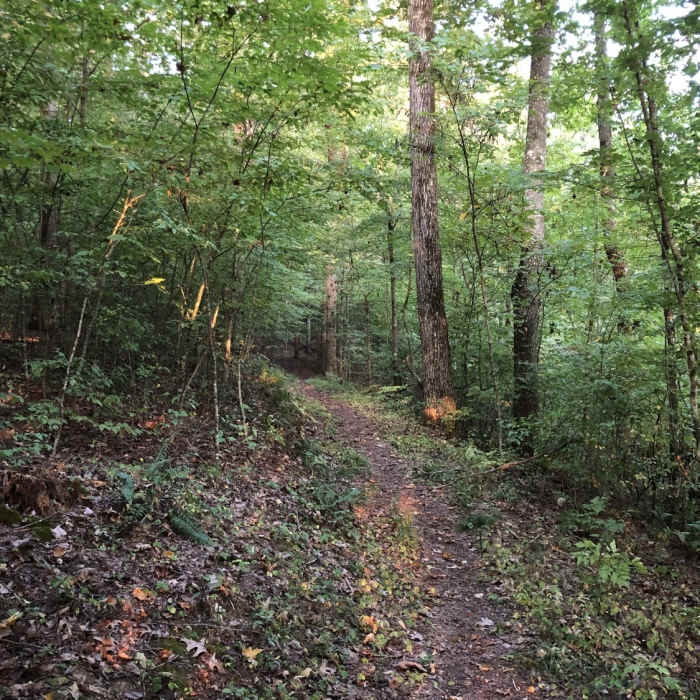 Right after the initial descent, the trail starts to wind through the trees. Near Flatwoods Trail #470