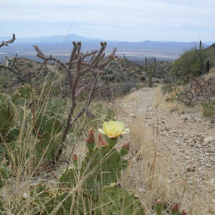 Near Sweetwater Trail