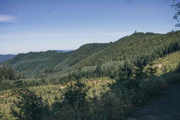 Sugar Loaf