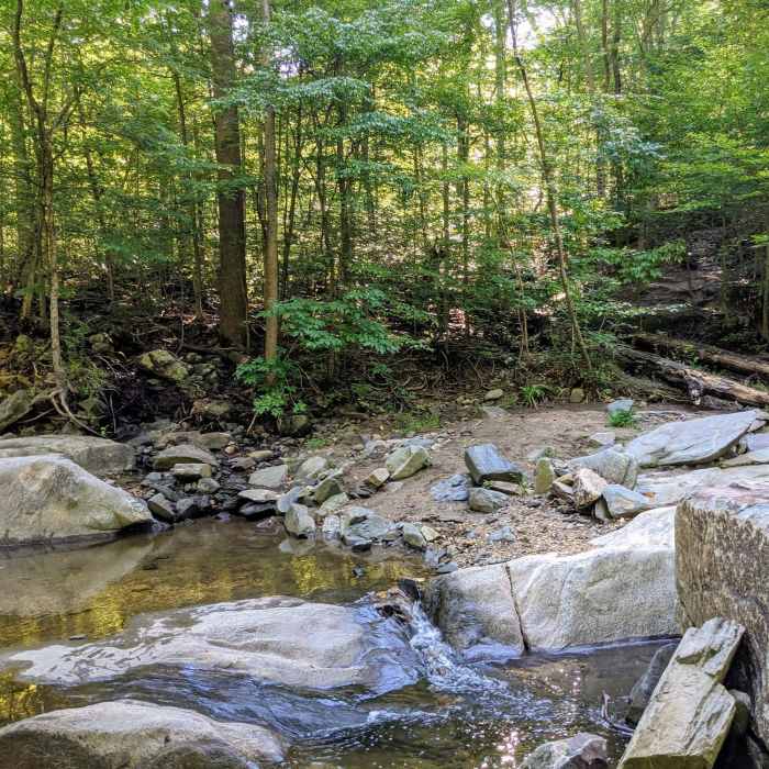 Near Sawmill Branch Trail
