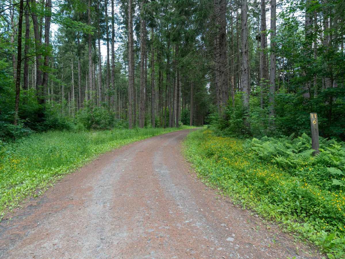 Truck Trail 6 photo 5