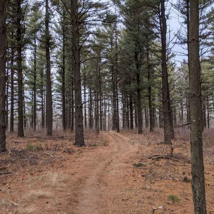 One of the many pine forests. Near Ice Age Trail: Whitewater Segment