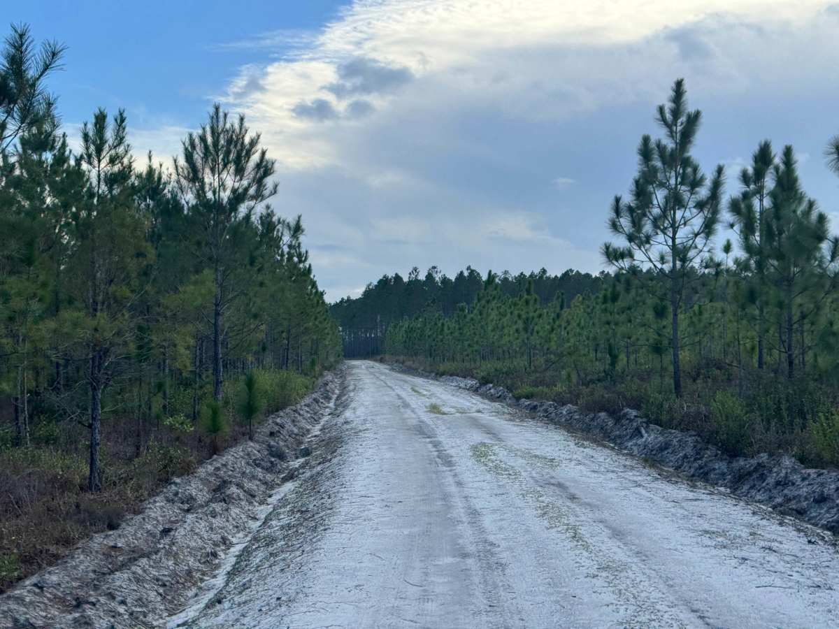 Lily Road trail photo