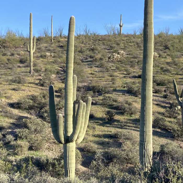 Near Wildflower Ridge Loop