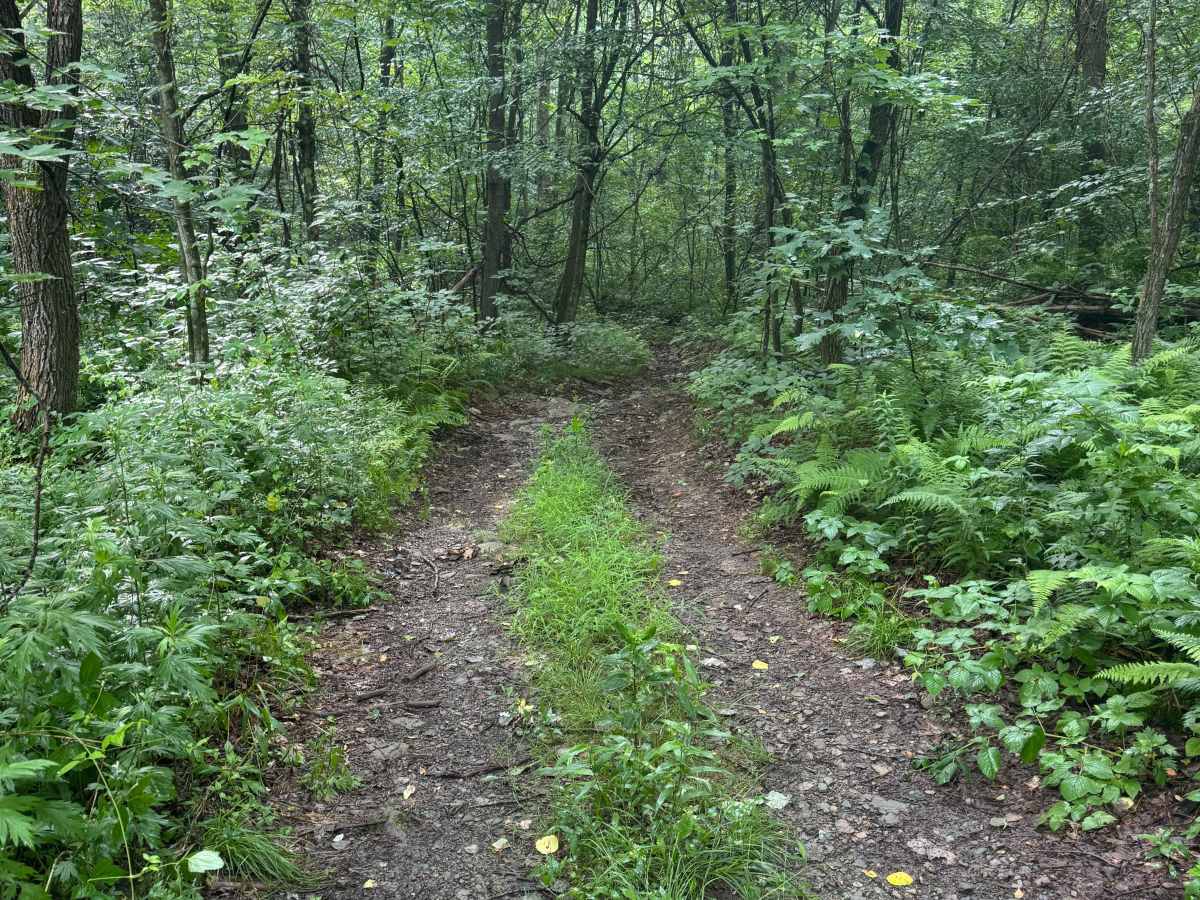Trail 56 photo 2