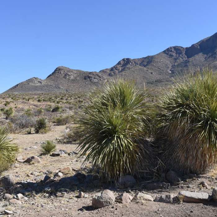 Near West Baylor Canyon Trail