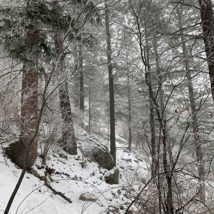 Near Kirkpatrick Trail