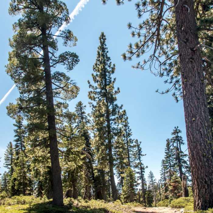 Near Tamrack Lakes Hike