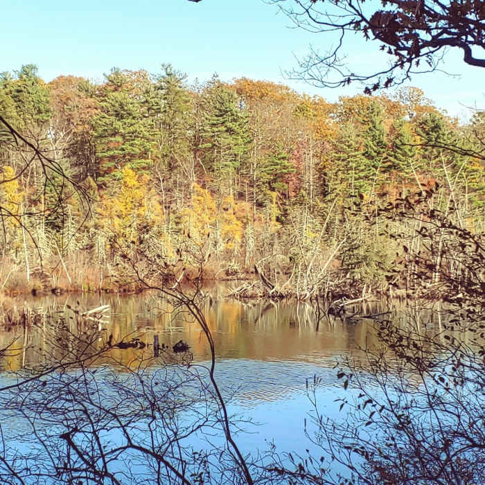 View from a point of land Near Whitehall State Park Loop Trail