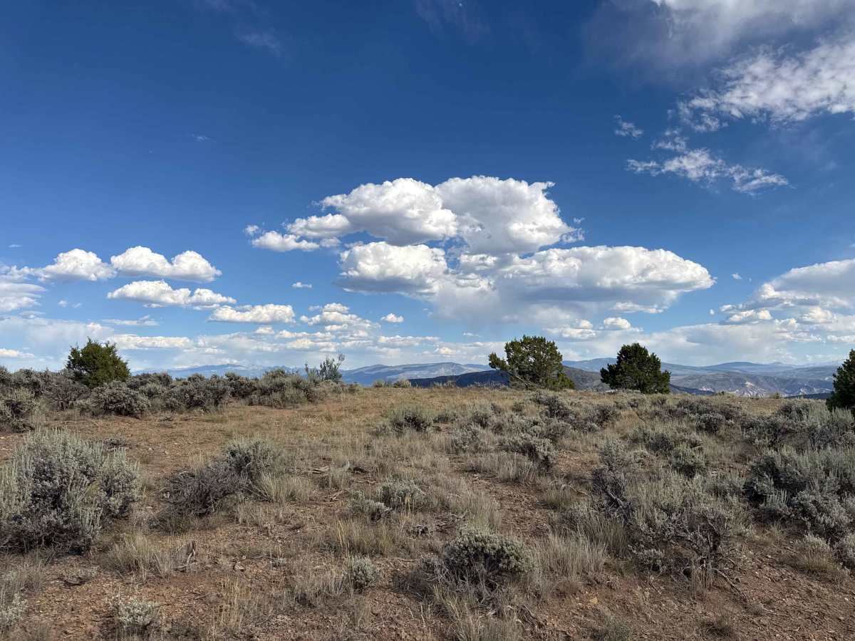 BLM 8453 photo 3