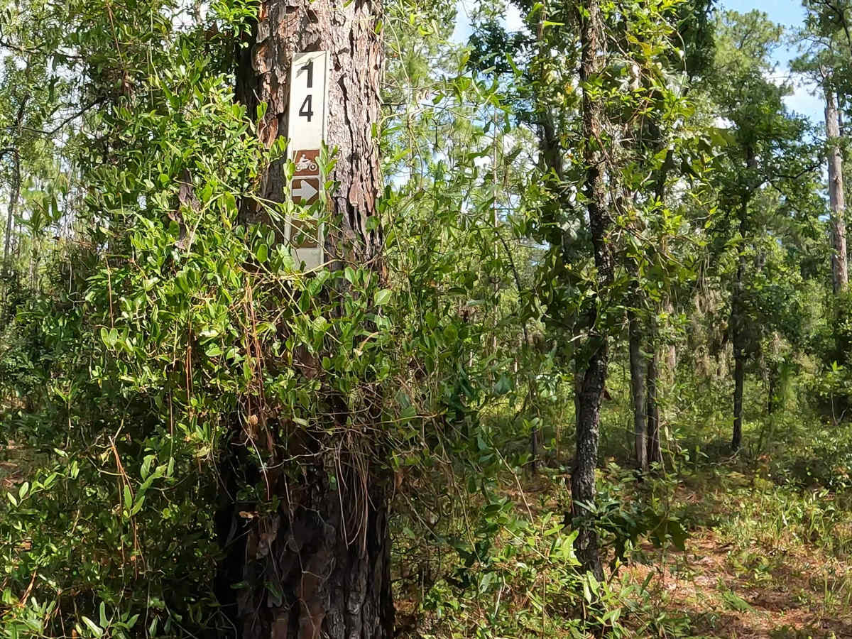 FS 14  trail photo