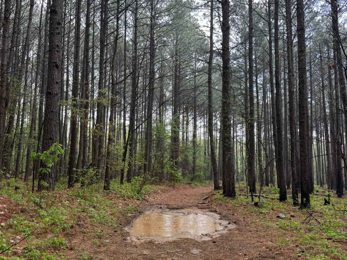 Fern Spring Trail photo 5