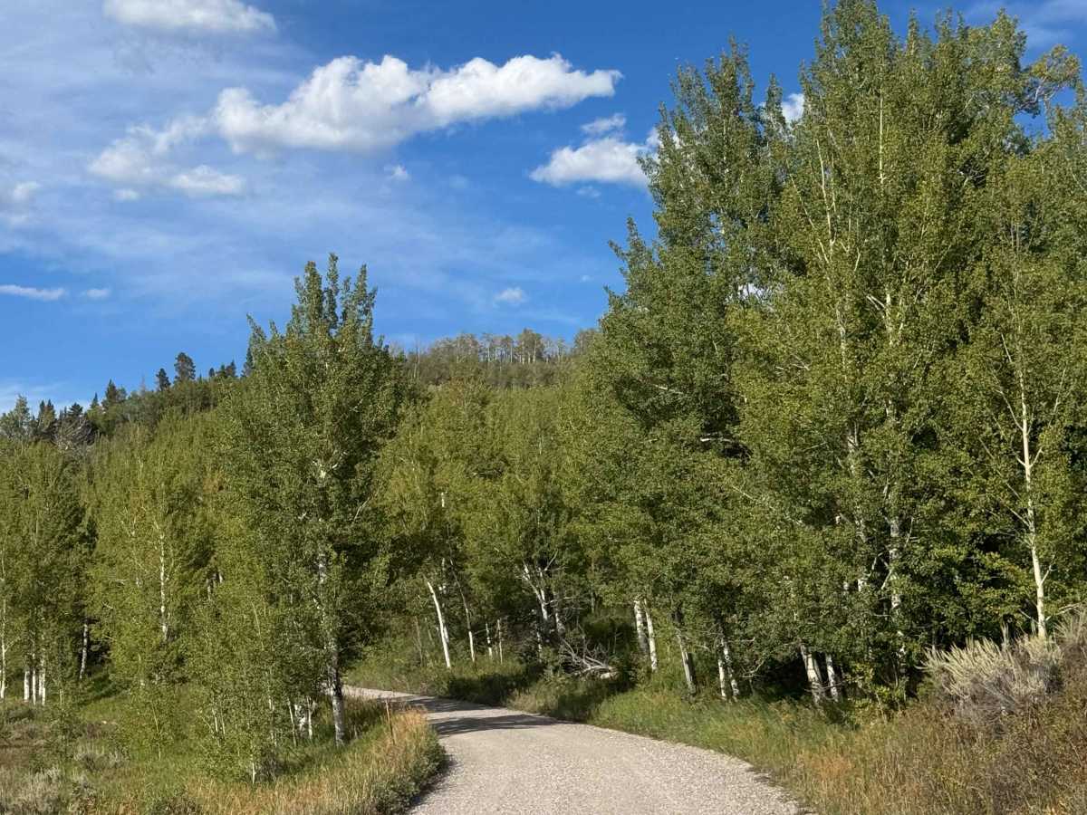 Ditch Creek Road photo 3