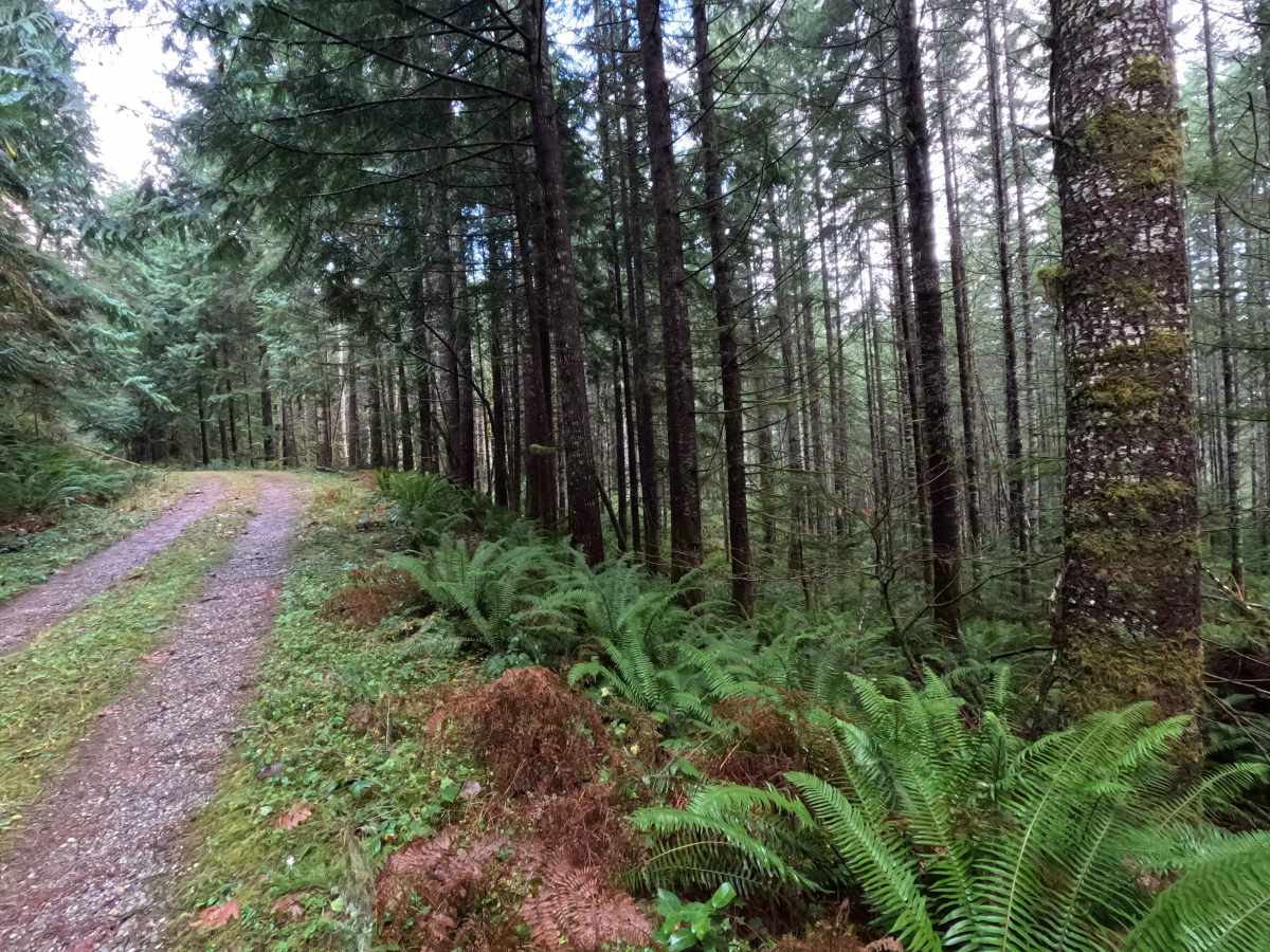North Side Dan's Creek - FS 2130 photo 2