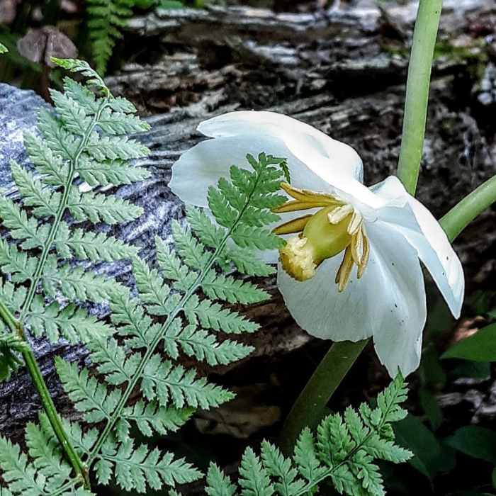 Mayflower on the Perimeter Trail (Black) Near Perimeter Trail (Black)