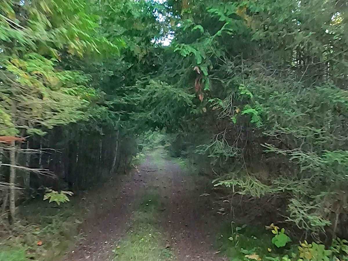 Old Castle Rock Trail - FS 3163  photo 5