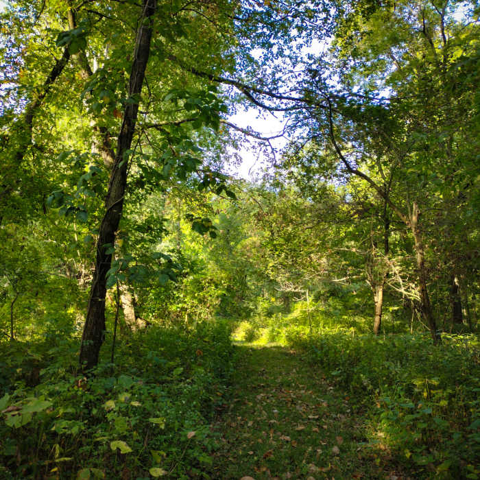 Near Tuliptree Trail