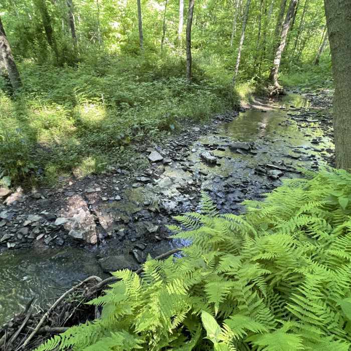 Sleepy Hollow Trail Creek: RXH or ride through a beautiful woodland with birdsong and a variety plant life! Near South Park Connection to Montour Trail