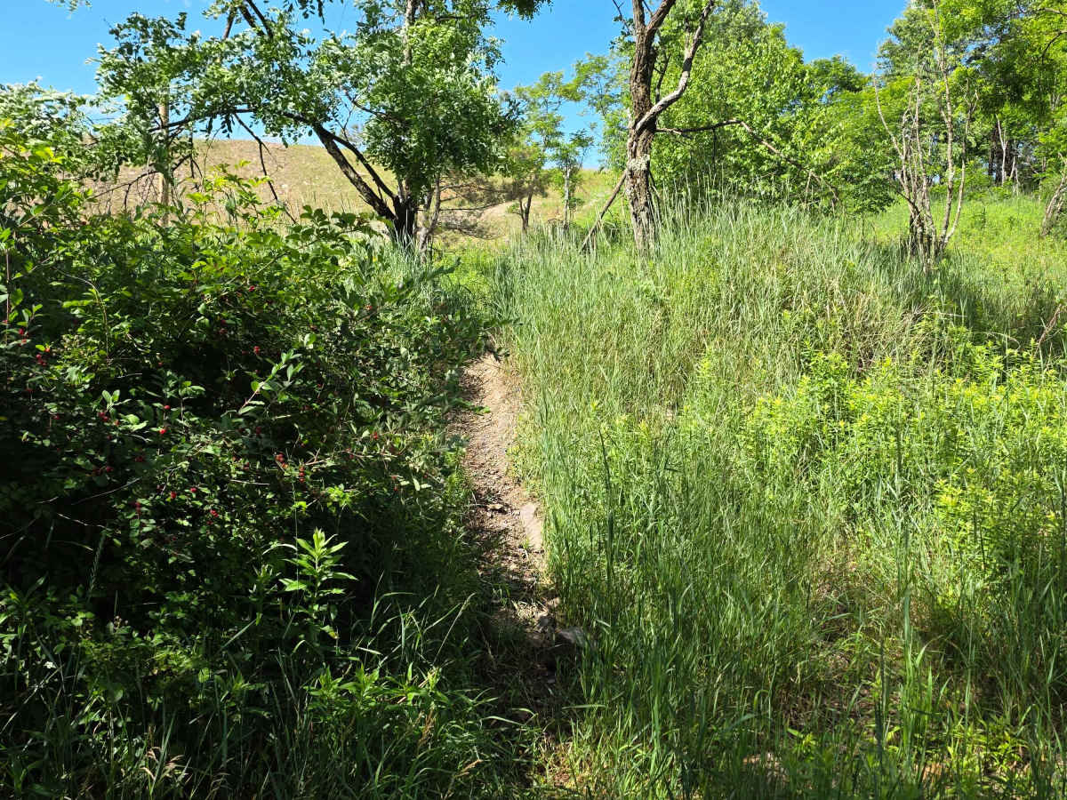 Single Track AA trail photo