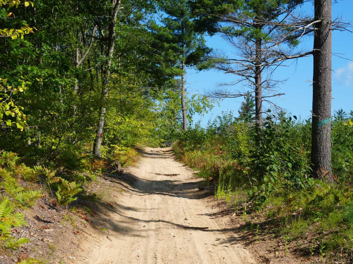 Woods Road photo 5