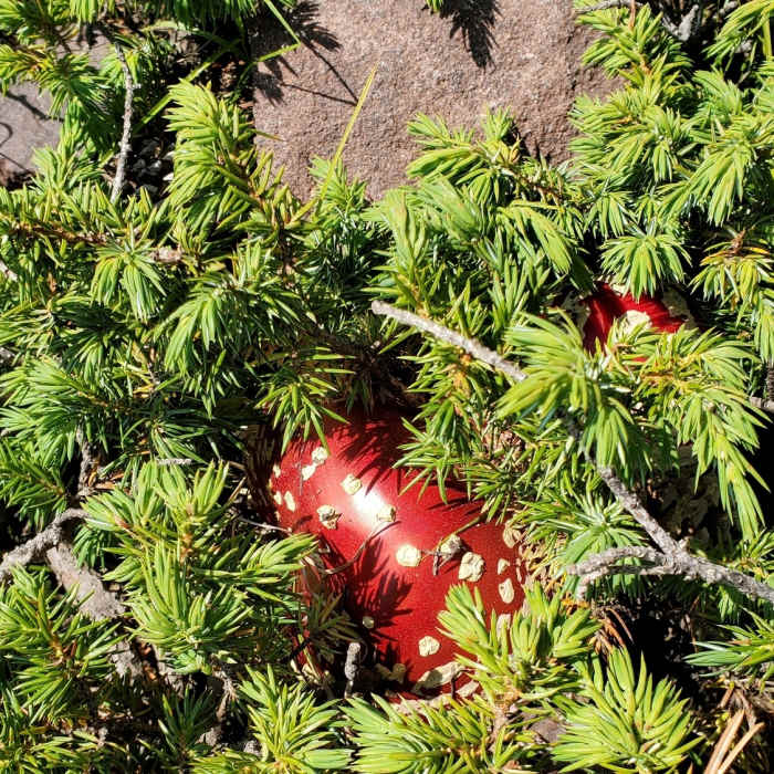 Near Music Pass Trail