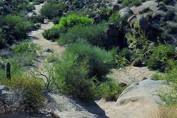 Sycamore Creek