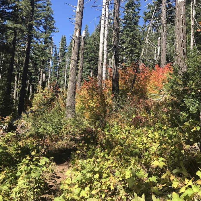 Near Pacific Crest Trail: Oregon Section F -- Highway 242 to Highway 35 (near Barlow Pass)