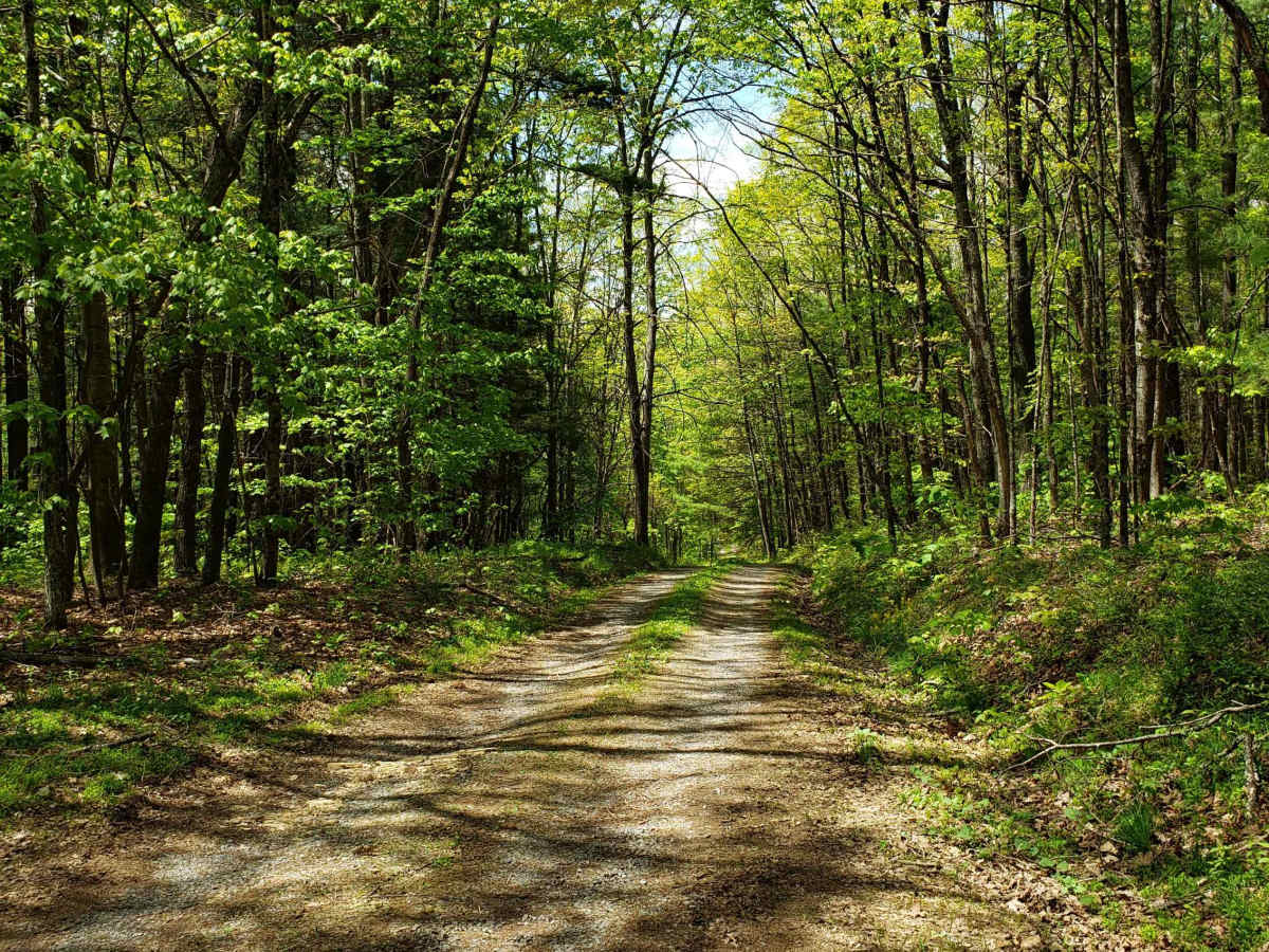 Little North Mountain WMA photo 5