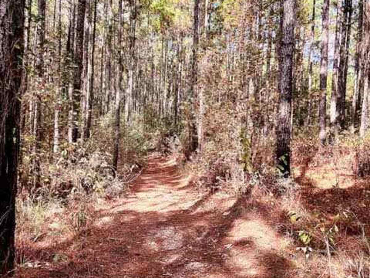 Hickman Trail photo 5