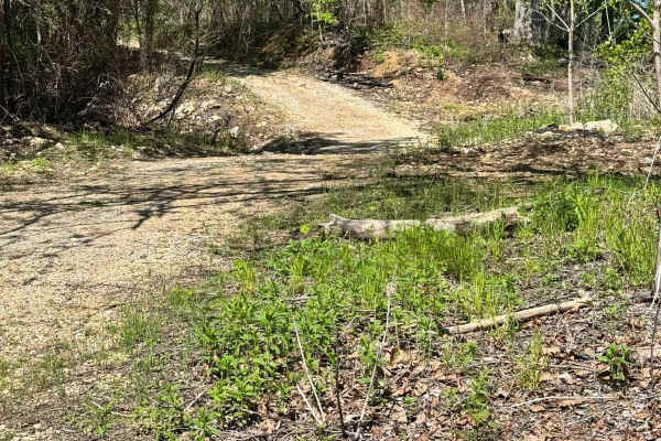 Mincy Food Plot Row