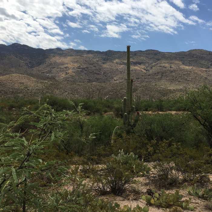 Near Loma Verde Trail