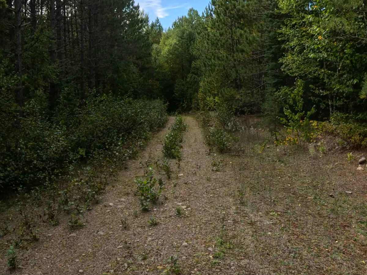 Frank Lake Spur A - FS 1185A trail photo