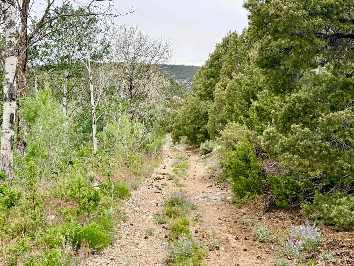 Green Monster - FS 44447 trail photo