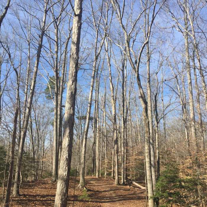 Near Whitetail Trail