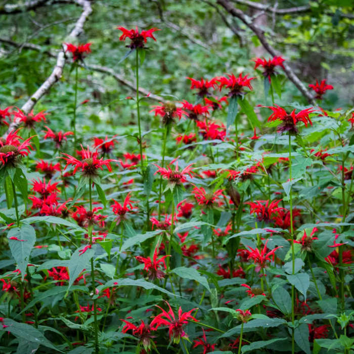 Near Huckleberry Knob Near Huckleberry Knob