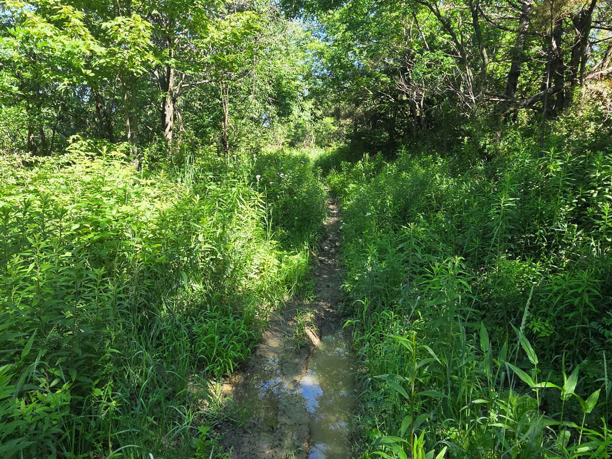 Single Track S photo 3
