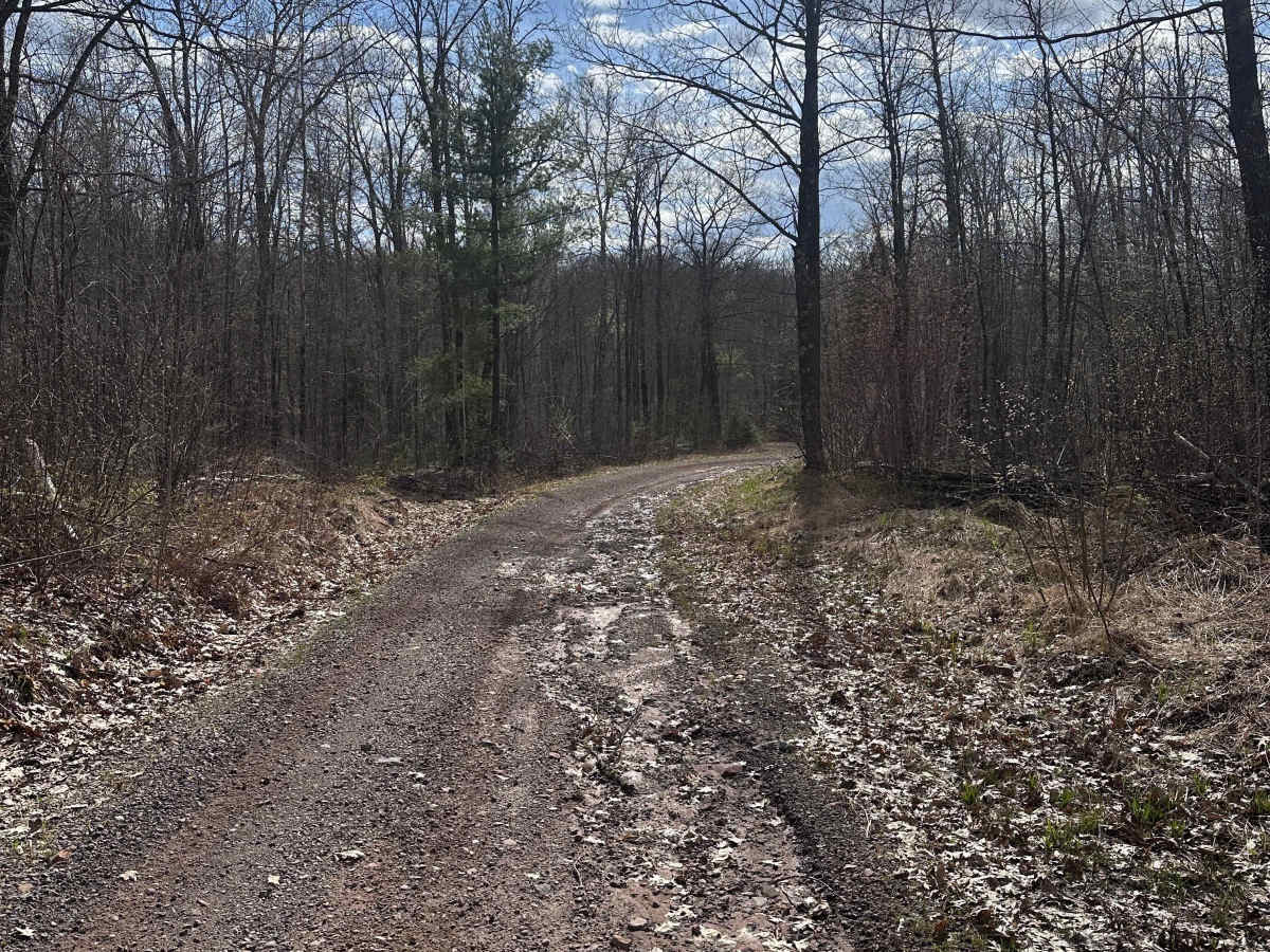 Grouse Forest Road photo 6